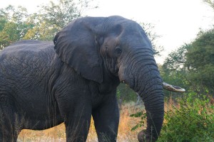 Old Tusker