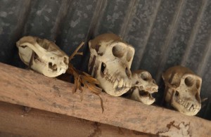 Mounted monkey skulls whisper of a headhunting warrior past